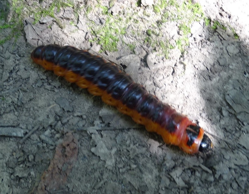 Cossus cossus - fűzfarontólepke