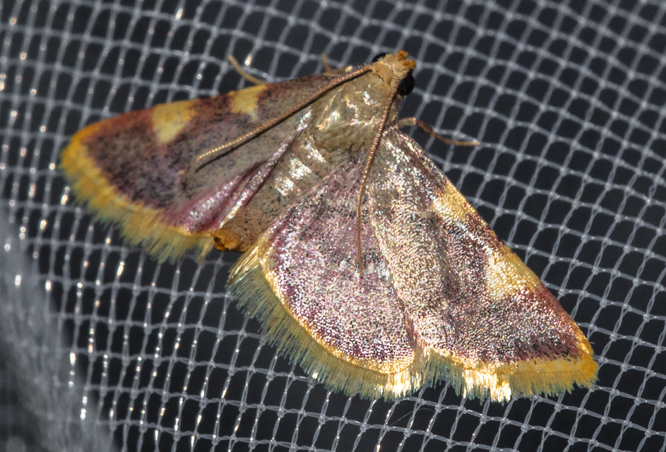 Hypsopygia costalis - szénailonca