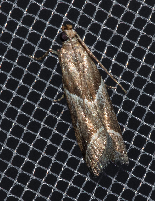 Nyctegretis lineana - agátszínű karcsúmoly