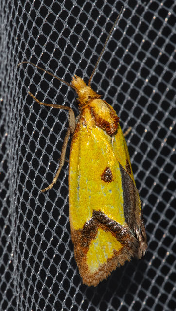 Agapeta zoegana - barnacsíkos sárgamoly