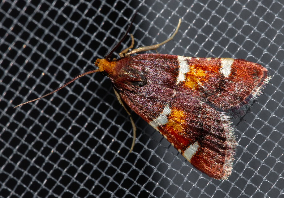 Pyralis regalis - pompás fényilonca