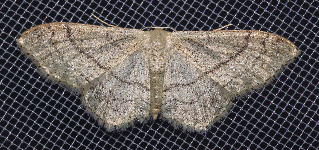 Idaea aversata - nagy sávosaraszoló