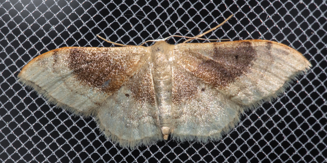 Idaea degeneraria - barnasávos araszoló