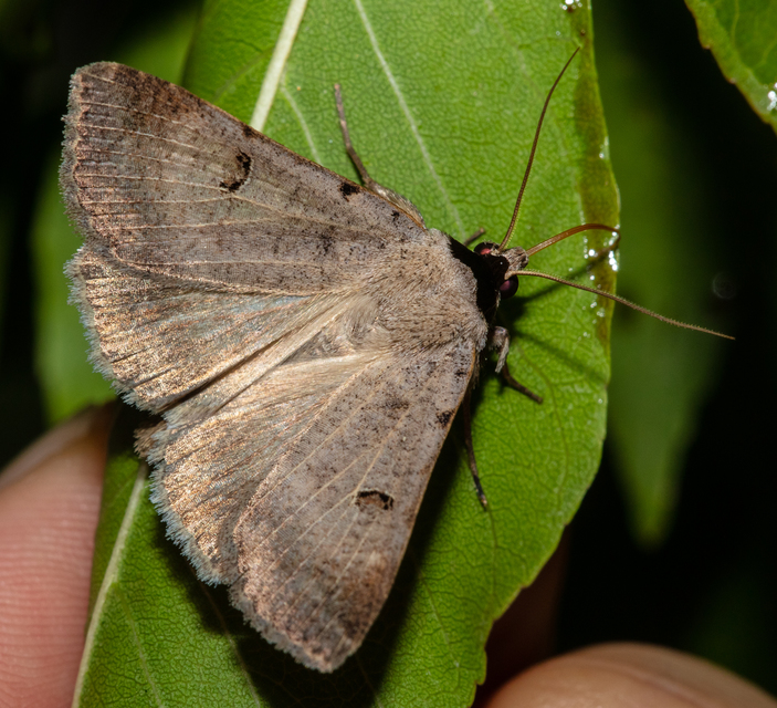 Lygephila craccae - gyakori csüdfűbagoly