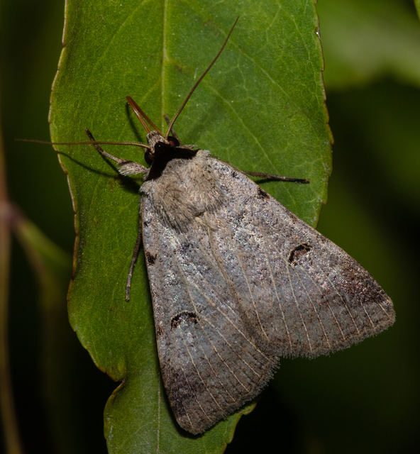 Lygephila craccae - gyakori csüdfűbagoly