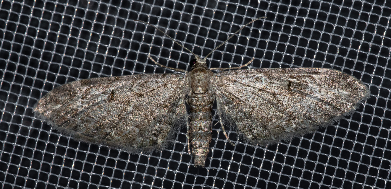 Eupithecia innotata - hegyesszárnyú törpearaszoló