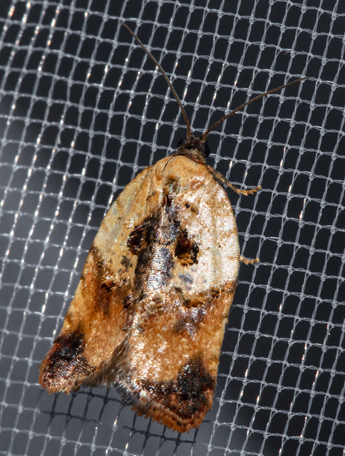 Acleris variegana - tarka levélmoly
