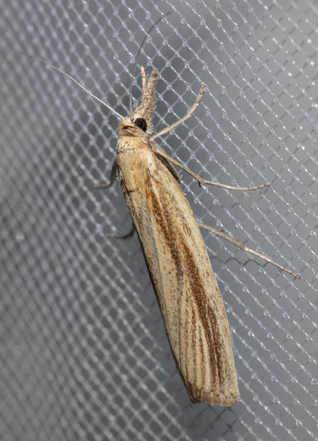 Agriphila