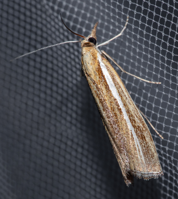 Agriphila