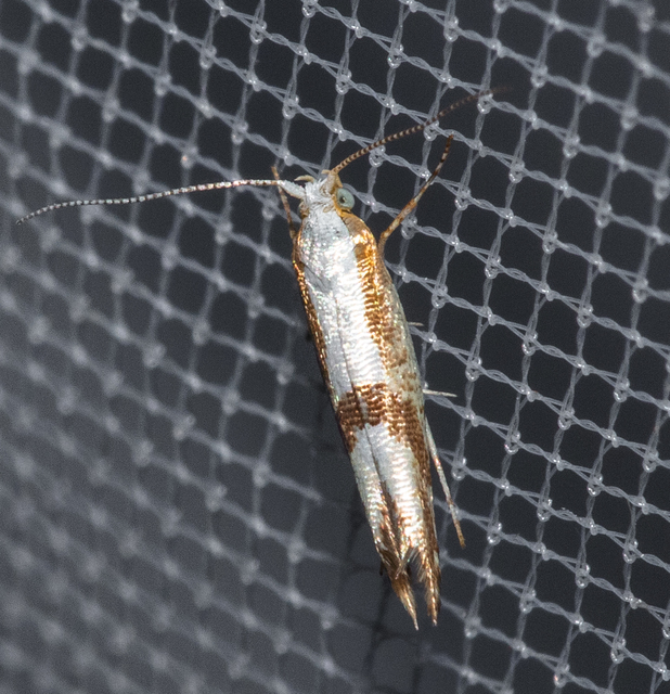 Argyresthia