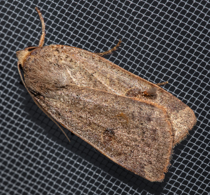 Noctua comes - kis sárgafűbagoly