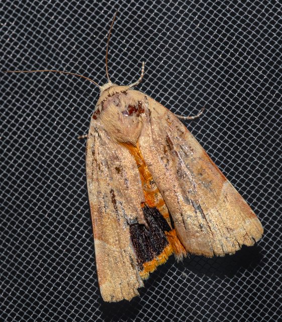 Noctua fimbriata - szélessávú sárgafűbagoly