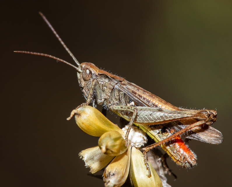 Chorthippus (Glyptobothrus) (subgenus)