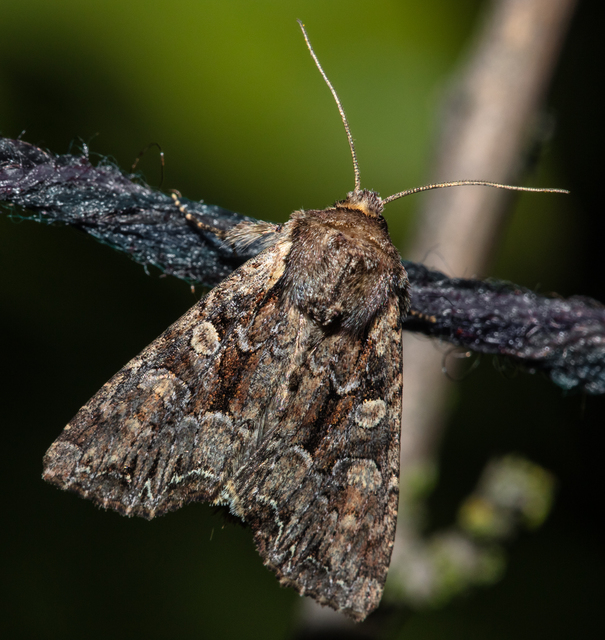 Lacanobia thalassina - borbolya-kertibagoly