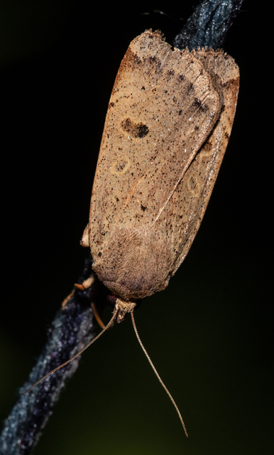 Noctua comes - kis sárgafűbagoly