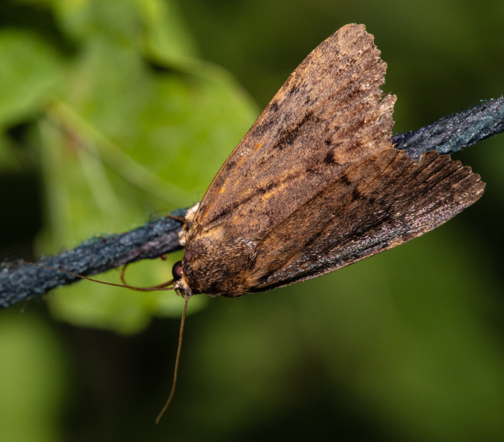 Amphipyra berbera/pyramidea