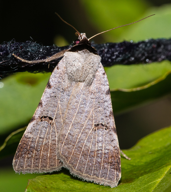 Lygephila craccae - gyakori csüdfűbagoly