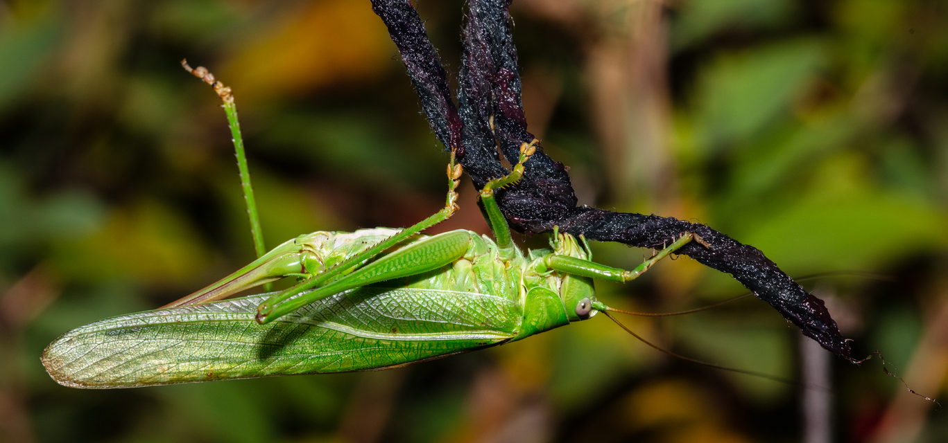 Tettigonia viridissima - zöld lombszöcske
