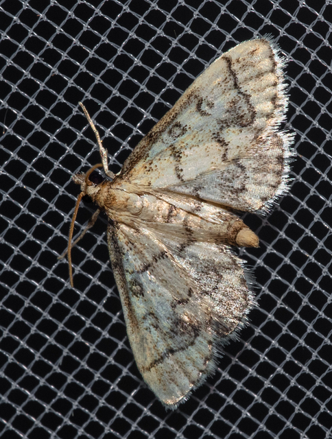 Metasia ophialis - kígyósávos tűzmoly