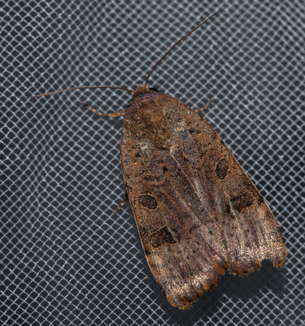 Noctua interposita - köztes sárgafűbagoly