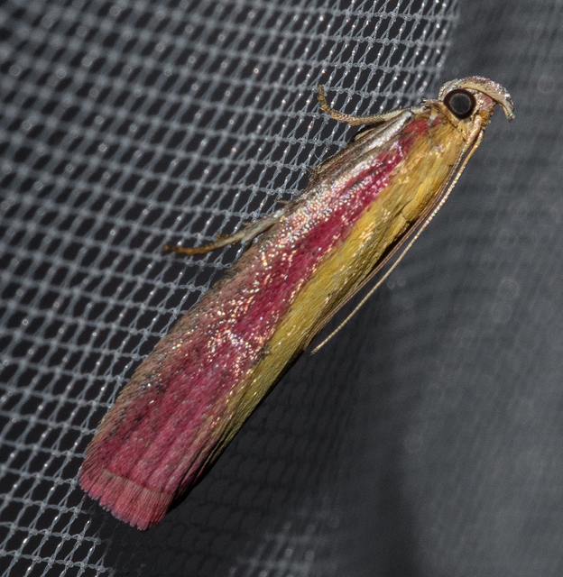 Oncocera semirubella - lucernamoly