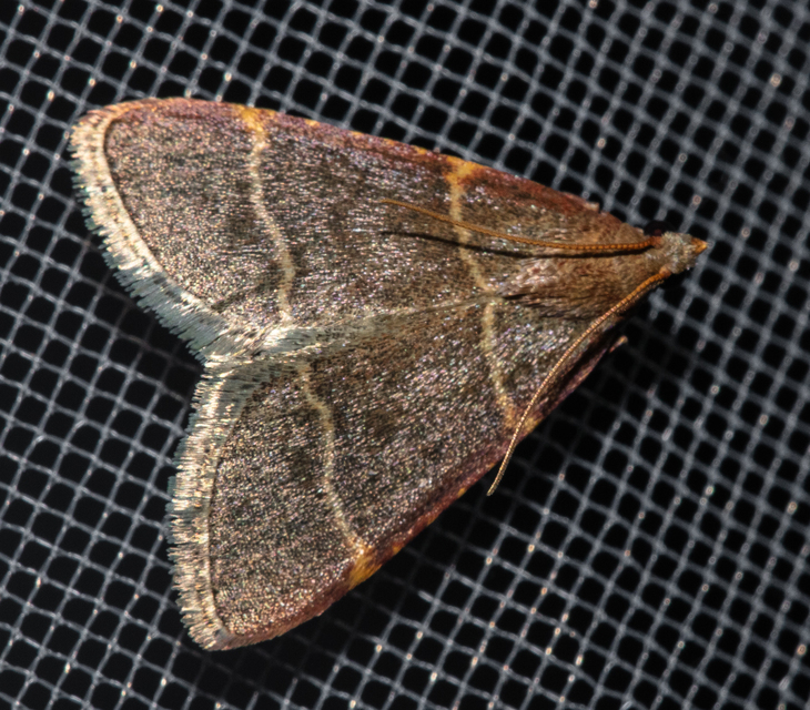 Hypsopygia glaucinalis - rezes fényilonca