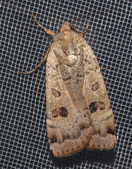 Noctua interposita - köztes sárgafűbagoly