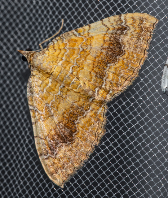 Camptogramma bilineata - kétvonalas sávosaraszoló