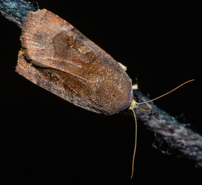 Noctua janthe/janthina