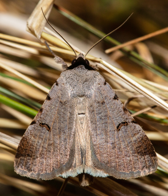 Lygephila craccae - gyakori csüdfűbagoly