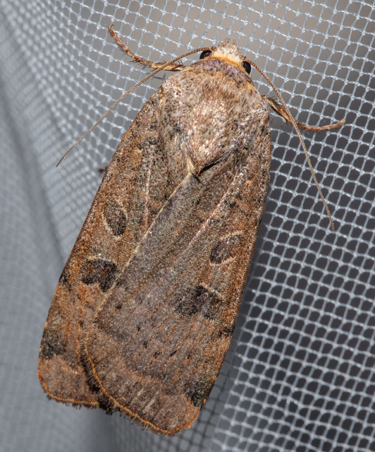 Noctua interposita - köztes sárgafűbagoly