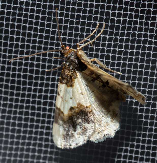 Ligdia adustata - barna levélaraszoló
