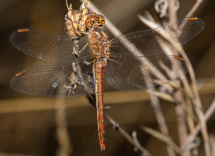 Sympetrum meridionale - fakó katona-szitakötő