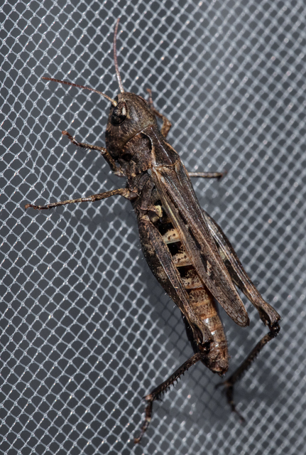 Omocestus haemorrhoidalis - barna tarlósáska