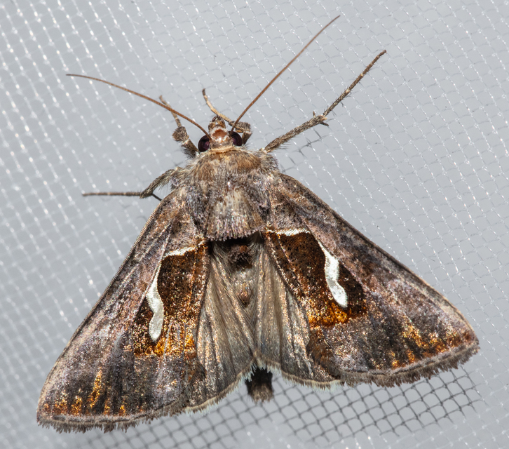 Macdunnoughia confusa - cseppfoltos ezüstbagoly