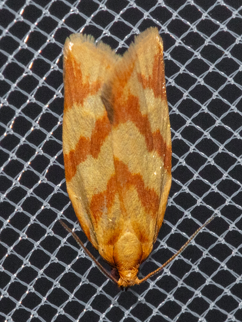 Clepsis pallidana - aranysárga sodrómoly