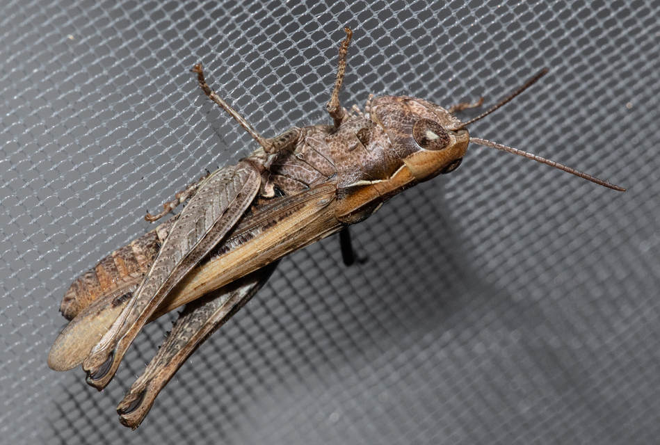 Chorthippus (Glyptobothrus) (subgenus)