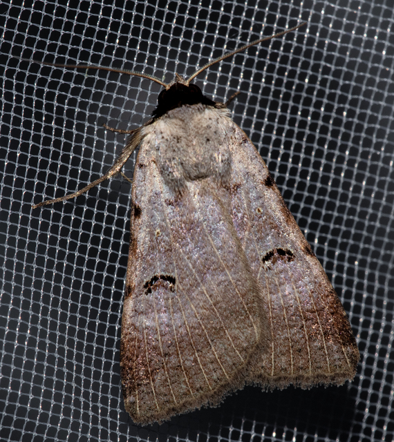 Lygephila craccae - gyakori csüdfűbagoly