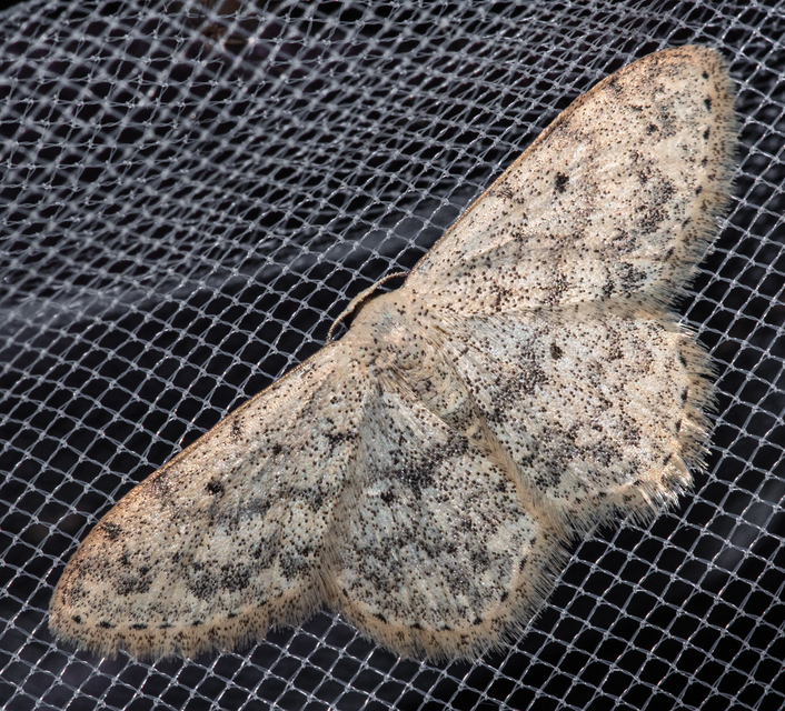 Scopula marginepunctata - pettyes sávosaraszoló
