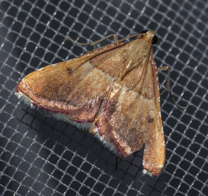 Endotricha flammealis - tüzesszárnyú fényilonca