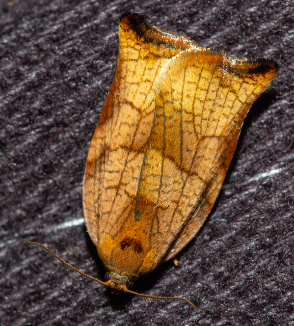 Archips podana - dudvarágó sodrómoly