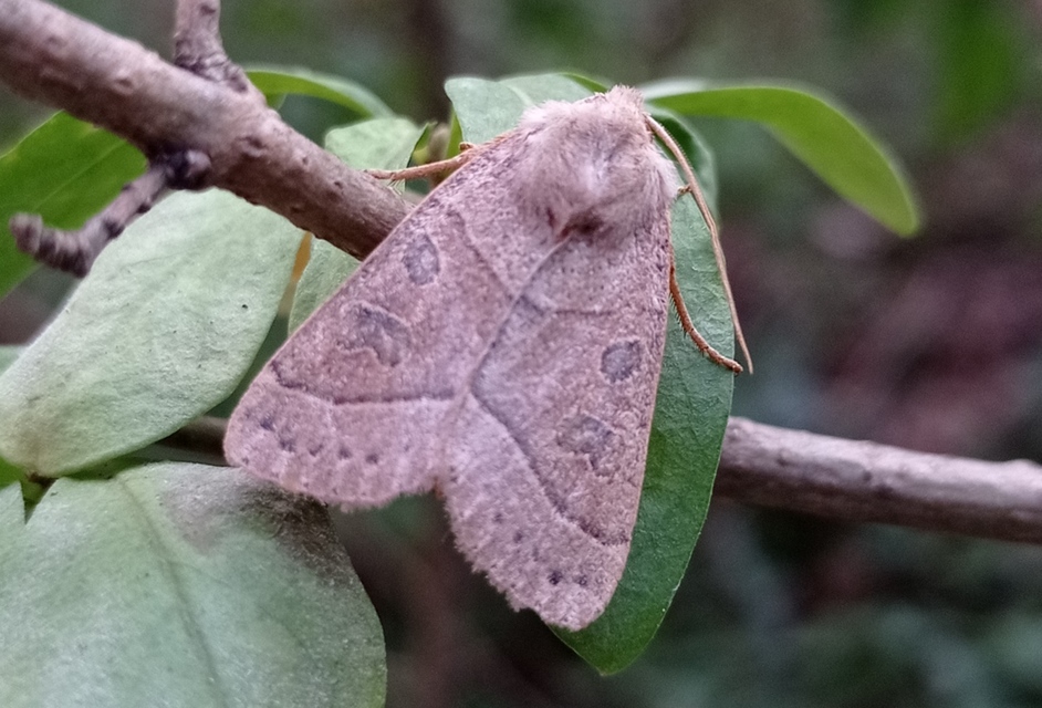 Mesogona acetosellae - madársóskabagoly