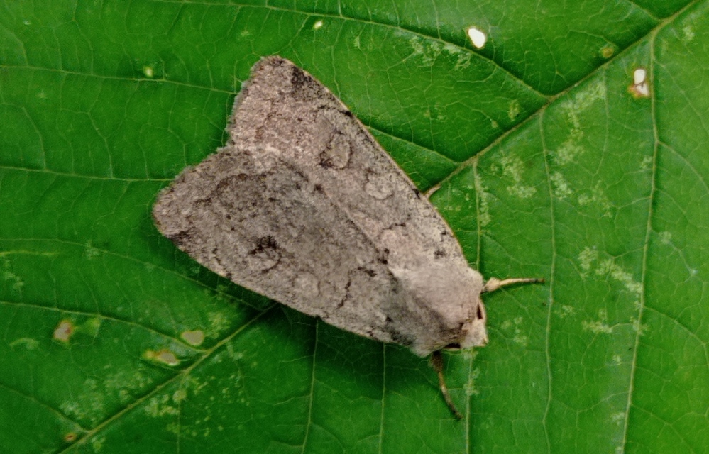 Xestia castanea michaeli - csarabos fűbagoly