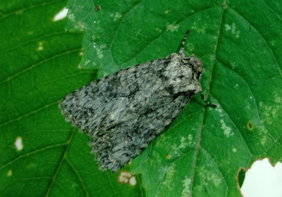 Dryobotodes monochroma - szürke tölgybagoly