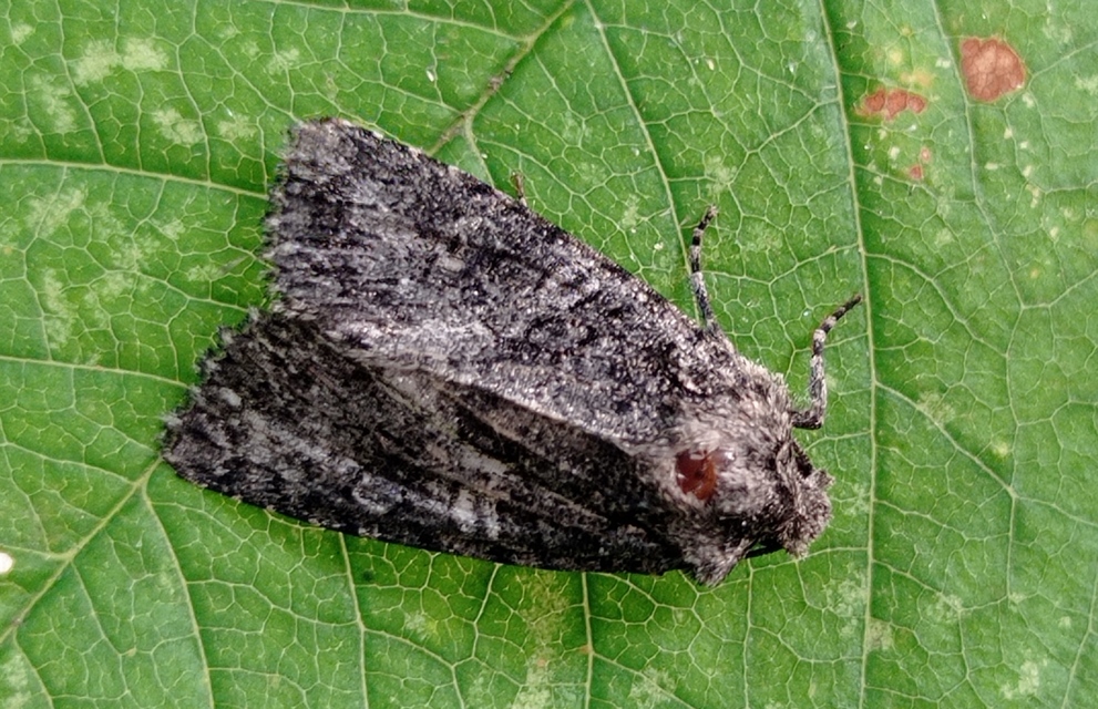 Dryobotodes monochroma - szürke tölgybagoly