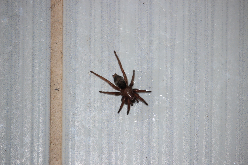 Scotophaeus
