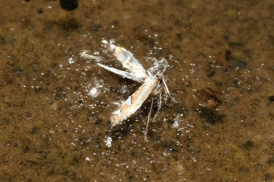 Phyllonorycter