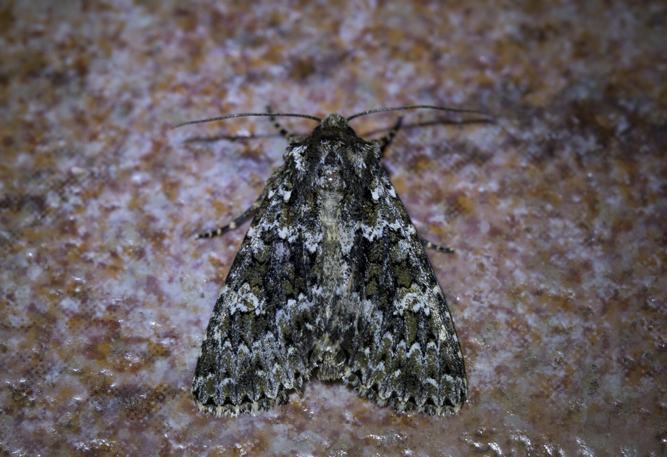 Polymixis polymita - kankalin-tarkabagoly