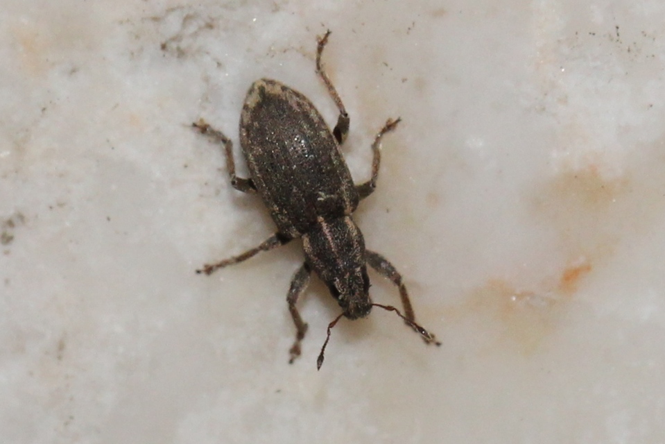 Sitona humeralis - lucerna-csipkézőbogár