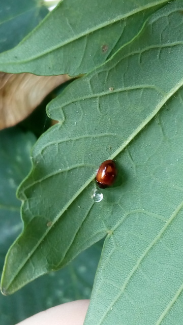 Exochomus quadripustulatus - négyfoltos szerecsenkata